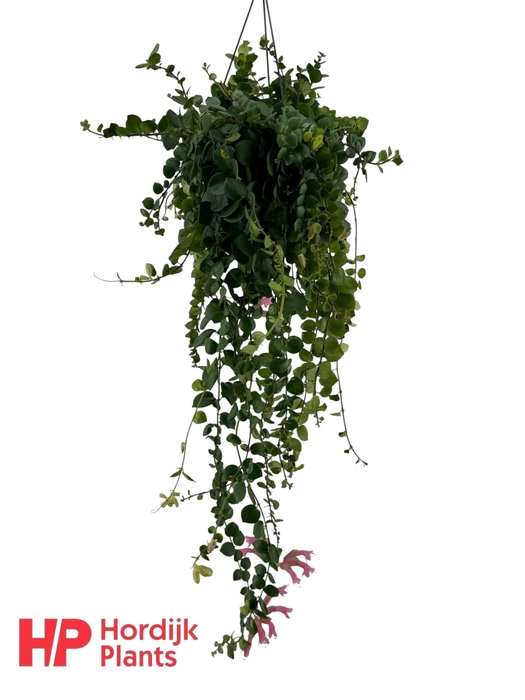 <h4>Aeschynanthus Pink Polka; bloeiend</h4>