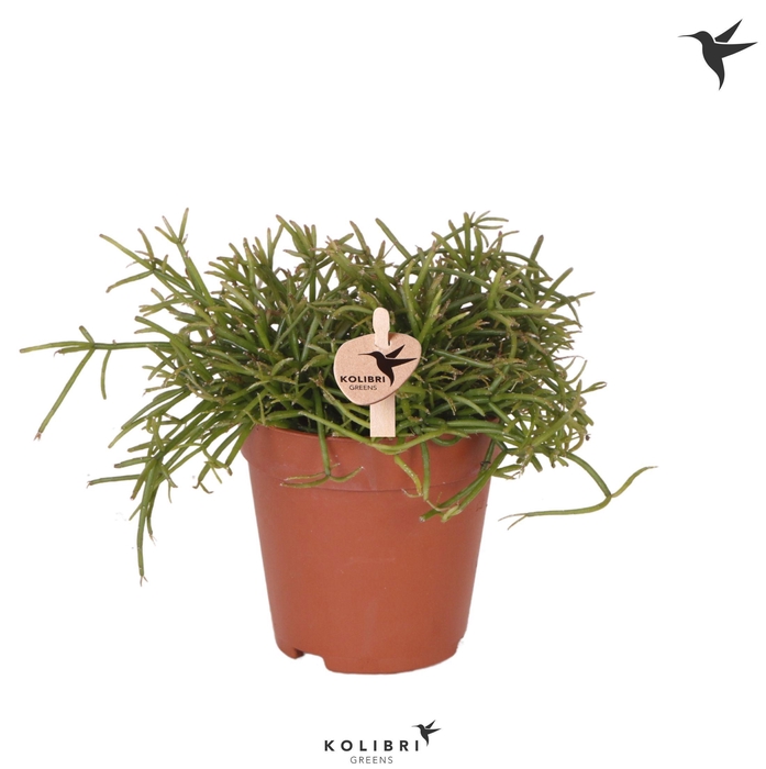 <h4>Kolibri Greens Rhipsalis Cassutha Oasis</h4>