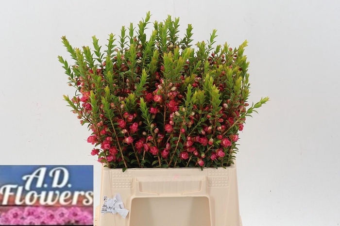 <h4>Chamecordia Rey</h4>