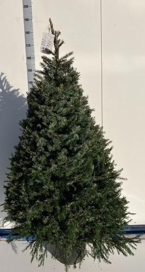 <h4>PICEA OMORIKA</h4>