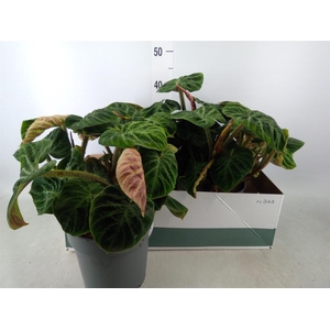 Philodendron verrucosum 'Incensi'