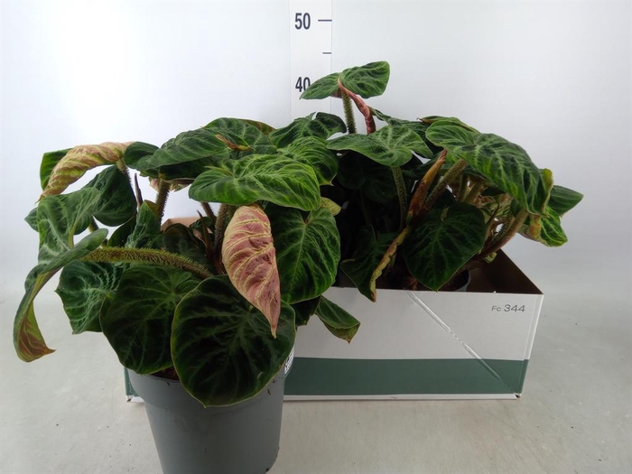 <h4>Philodendron verrucosum 'Incensi'</h4>