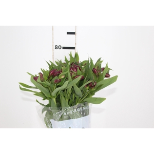 ALSTROEMERIA POMPEII 080 CM