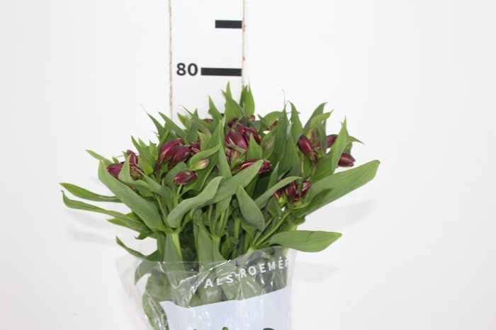 <h4>ALSTROEMERIA POMPEII 080 CM</h4>