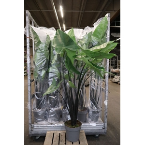 Aloc Black Zebrina