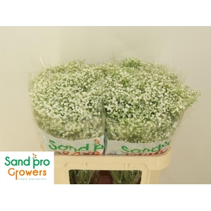 GYPS PA ZI DISCOVERY