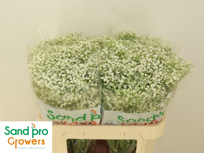 <h4>GYPS PA ZI DISCOVERY</h4>