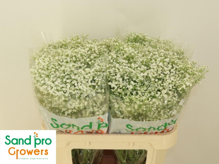 <h4>GYPS PA ZI DISCOVERY</h4>