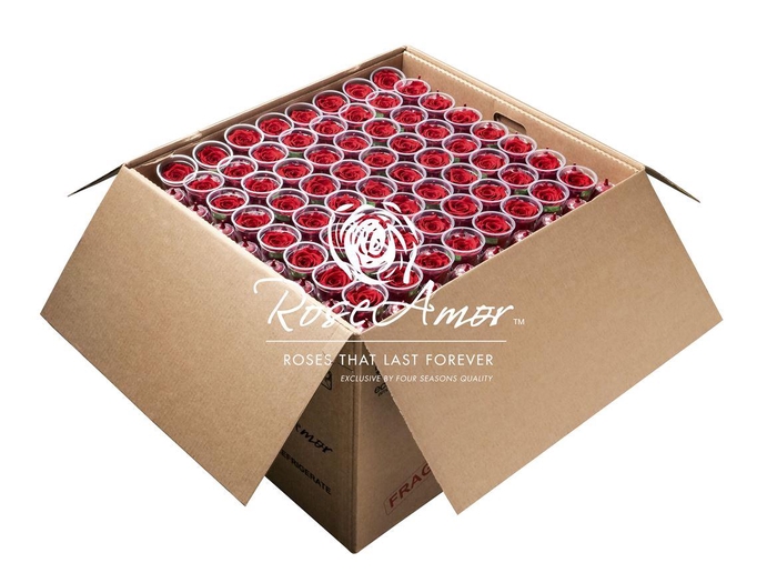 <h4>Lplus Bulk Red02</h4>