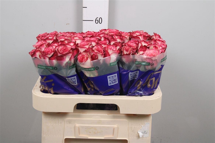 <h4>R Gr Paloma</h4>