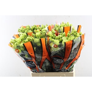 Eust G Rosanne Bright Green