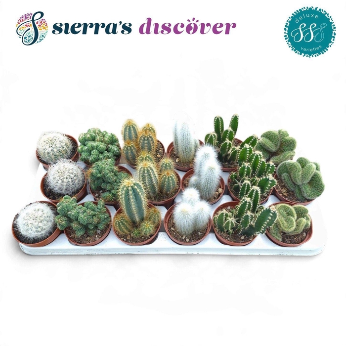 <h4>CACTUS GEM</h4>