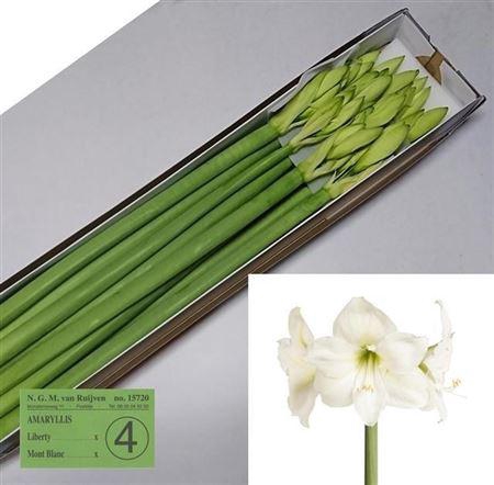 <h4>HIPP GA MONT BLANC</h4>