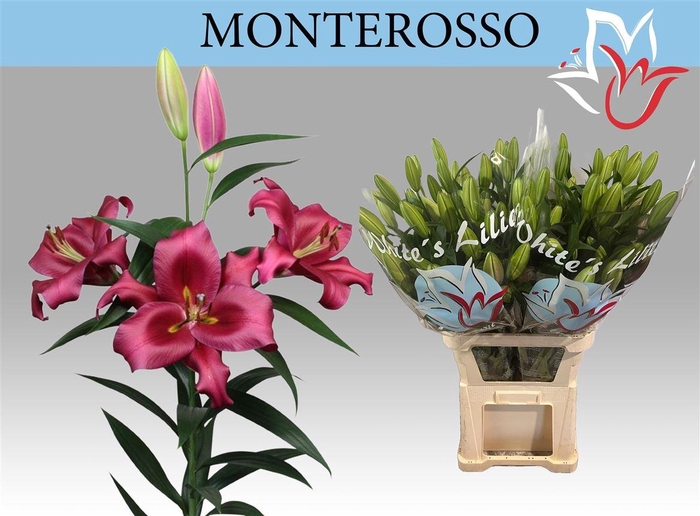 <h4>Li Ot Monterosso 5+</h4>