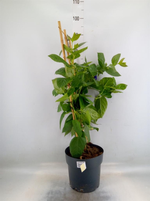 Thunbergia battiscombei