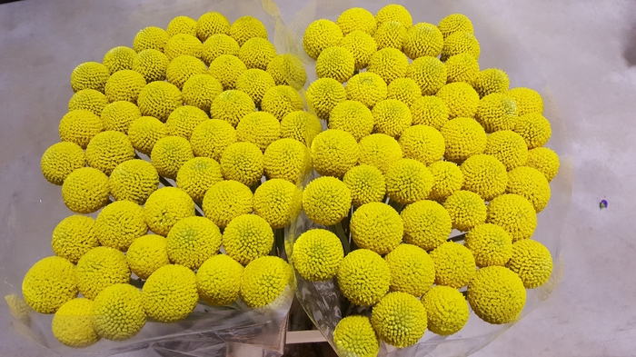 Craspedia Yellow