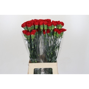 Dianthus St Don Pedro