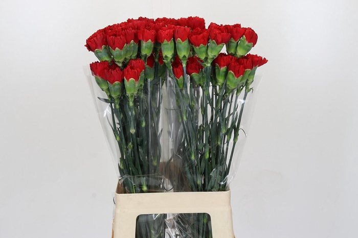 <h4>Dianthus St Don Pedro</h4>