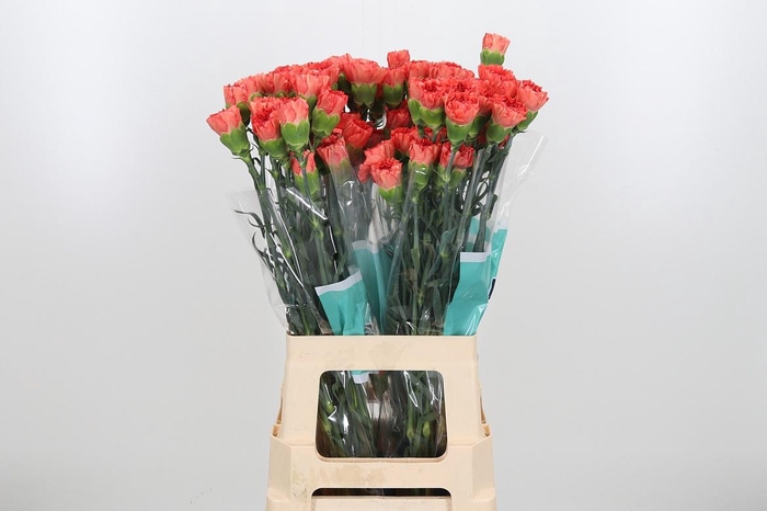 <h4>Di St Stromboli</h4>