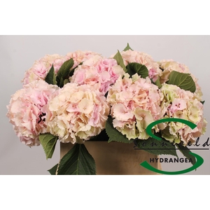 Hydrangea lollipop classic