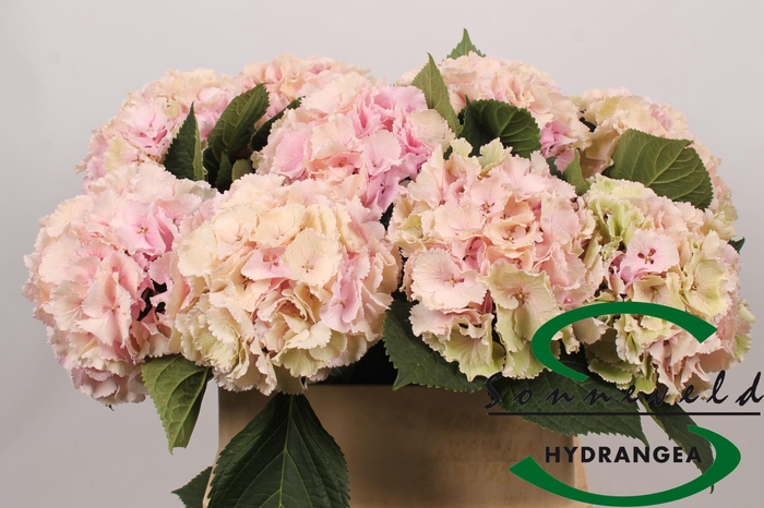 <h4>Hydrangea lollipop classic</h4>