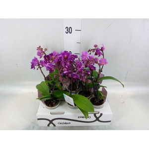 Phalaenopsis   ...mini