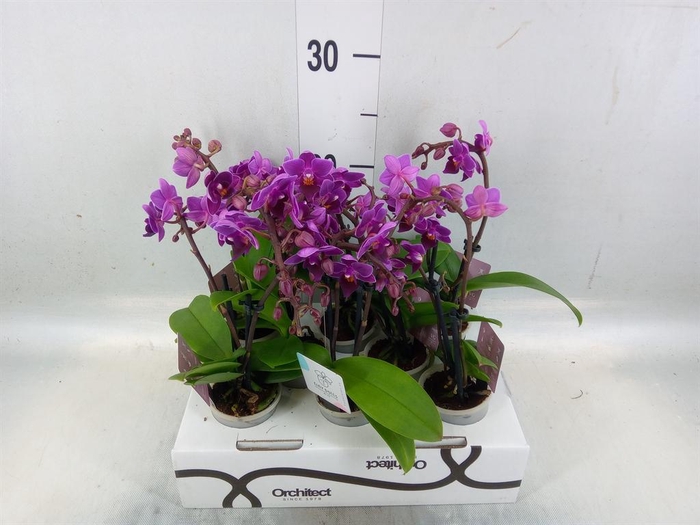 <h4>Phalaenopsis   ...mini</h4>