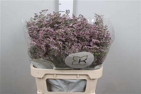 <h4>Lim Saf Oshi Pink</h4>