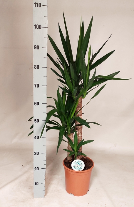 <h4>YUCCA</h4>