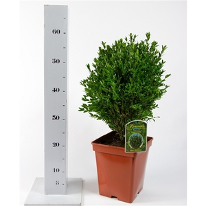 Buxus sempervirens Green Balloon 30-40