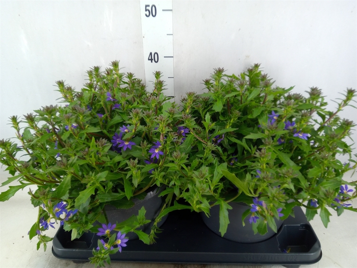 <h4>Scaevola aemula 'Blue Touch'</h4>