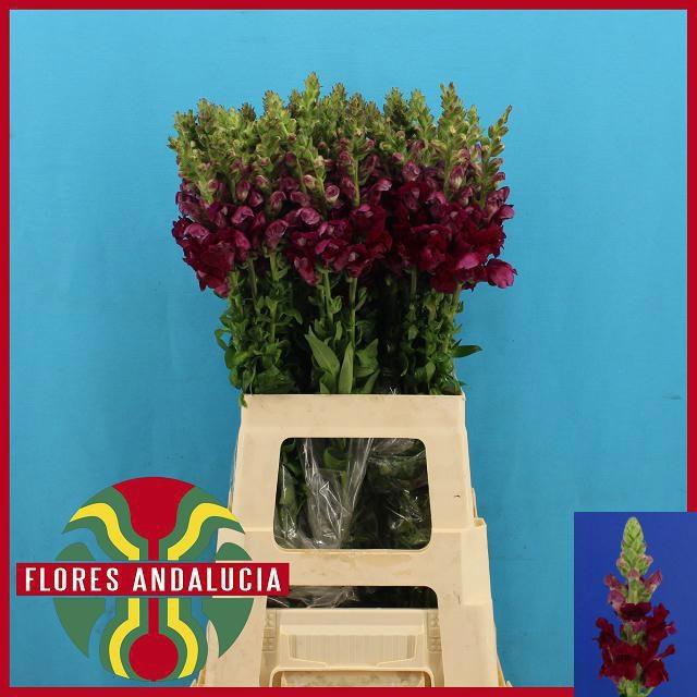 <h4>ANTIR POTO RED</h4>