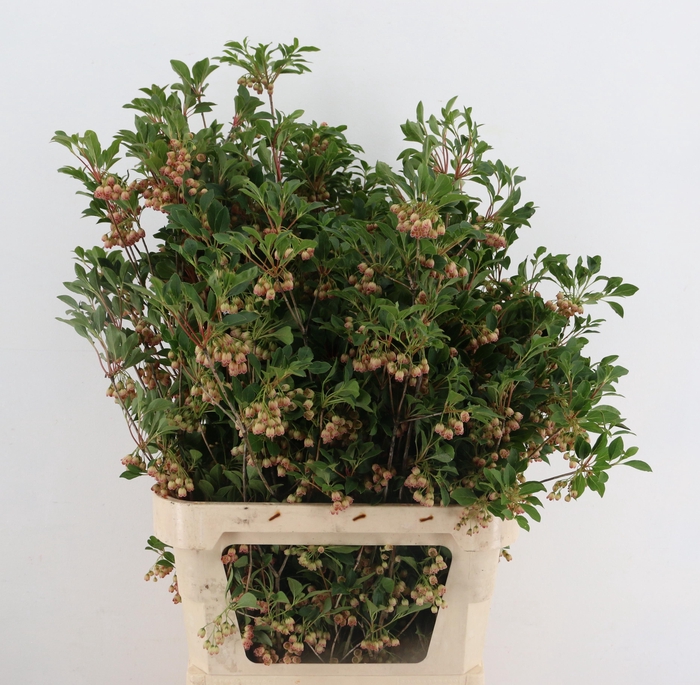 <h4>ENKIANTHUS SPRAY BLOEIEND 080/090CM</h4>