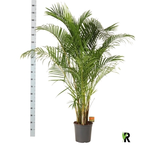DYPSIS LUTESCENS