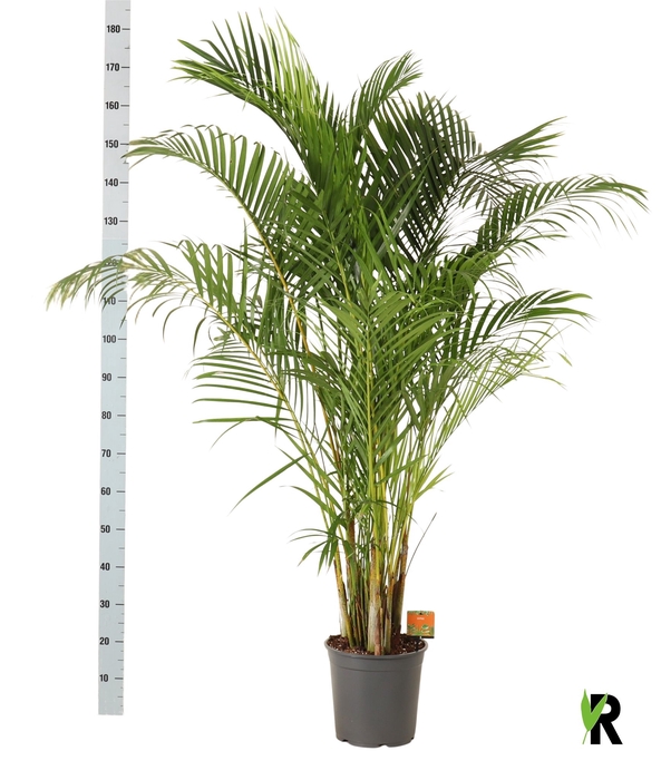 <h4>DYPSIS LUTESCENS</h4>
