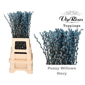 SALIX PUSSY WILLOW NAVY