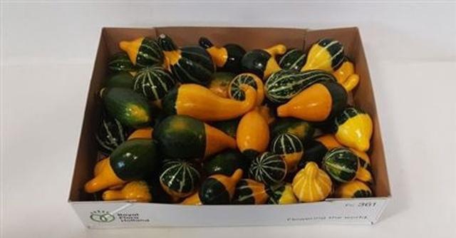 <h4>Cucurbita Pepo</h4>