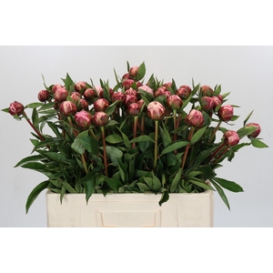 Paeonia Sarah Bernhardt