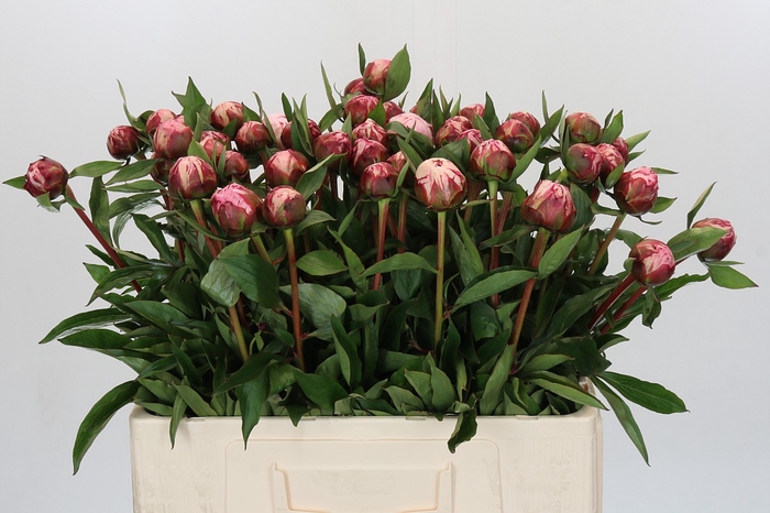 <h4>Paeonia Sarah Bernhardt</h4>