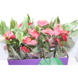 ANTHURIUM NEVADA P15
