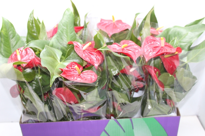 <h4>ANTHURIUM NEVADA P15</h4>