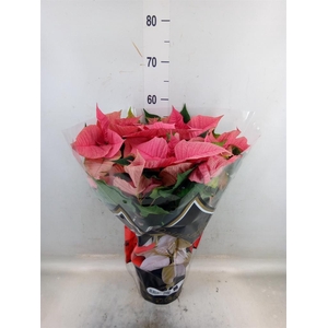 Euphorbia pulc. 'Christ Feel Pink'