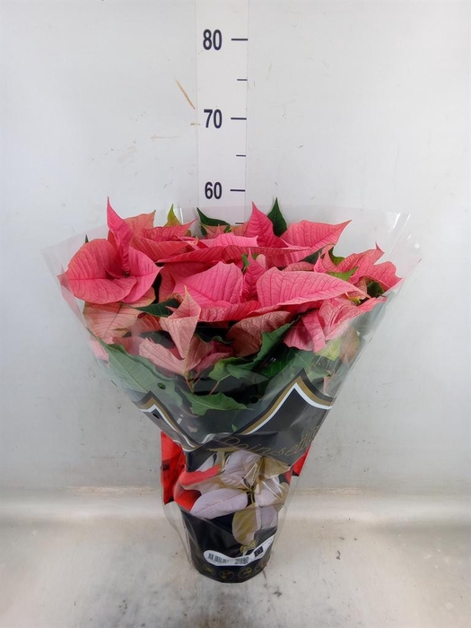 <h4>Euphorbia pulc. 'Christ Feel Pink'</h4>