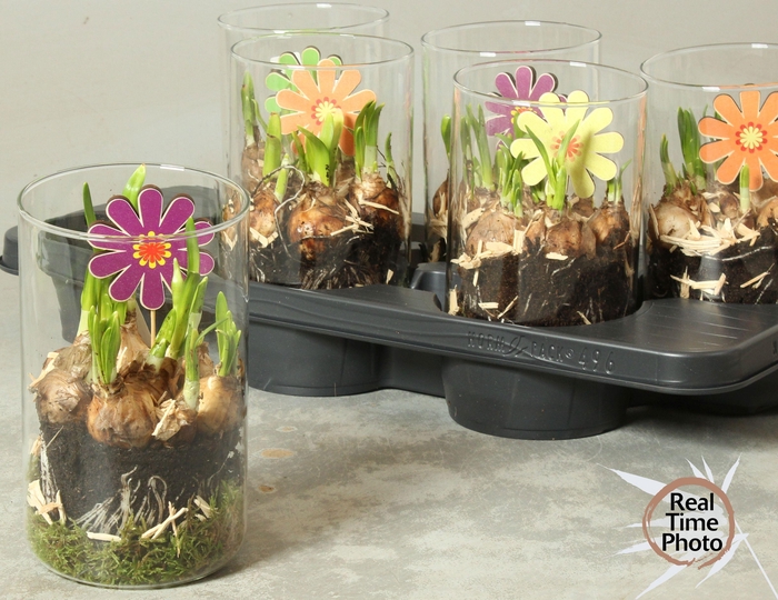 <h4>ARR NARCISSUS</h4>