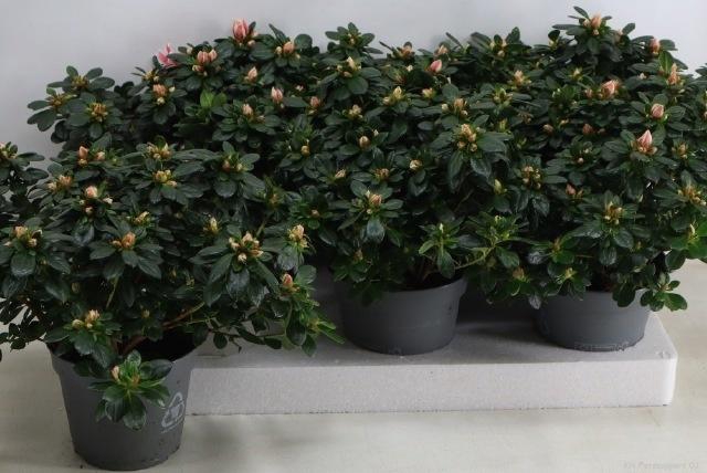 <h4>RHODO SI MEVR GERARD</h4>