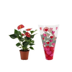 Anthurium Success Red in heart sleeve Lilly