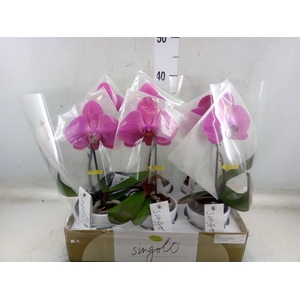 Phalaenopsis   ...lilac