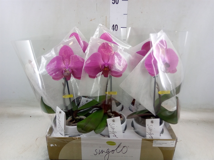 <h4>Phalaenopsis   ...lilac</h4>