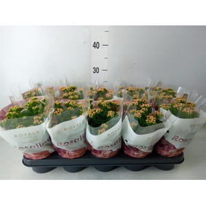 Kalanchoe blos. 'RosDon Nando'