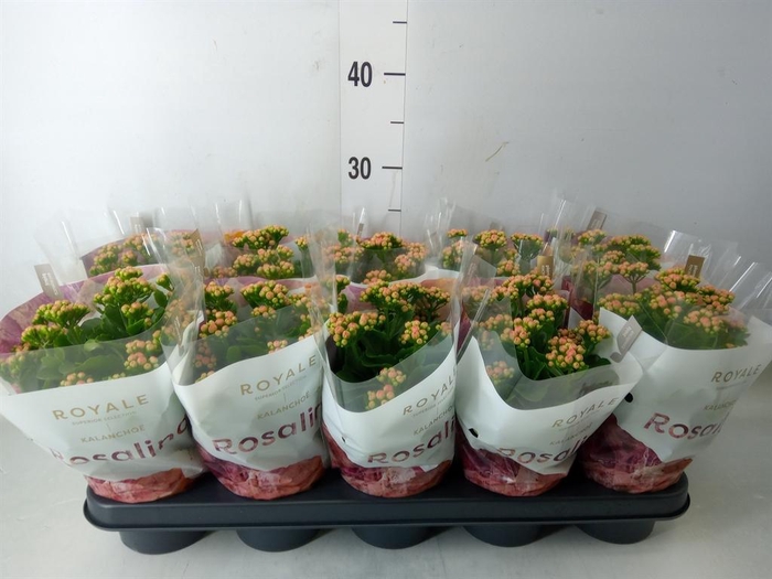 <h4>Kalanchoe blos. 'RosDon Nando'</h4>